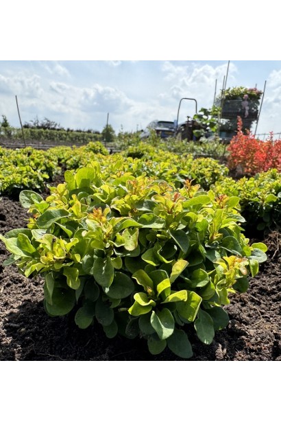 Барбариса грін Сапфір.